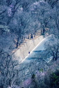 Road amidst bare trees in forest