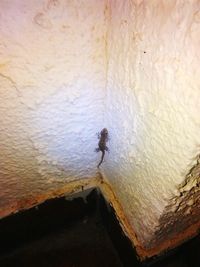 Bird perching on wall