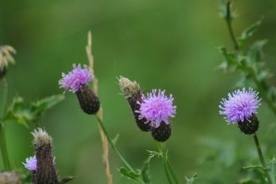 Close-up of purple flowers
