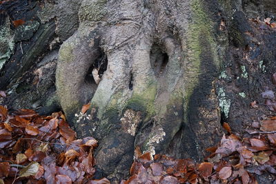 Full frame shot of tree