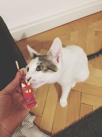 Close-up of hand holding cat