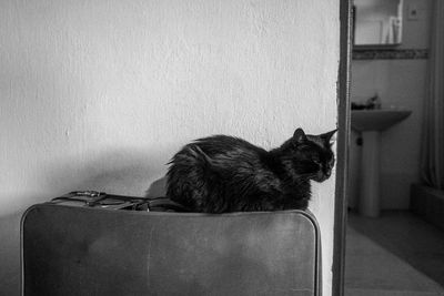 Cat sitting on travel bag at home