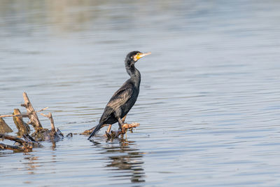 Bird perching on a lake