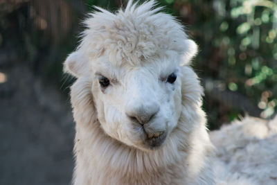 Close-up portrait of alpaca