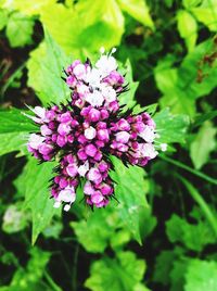 Close-up of purple flowers