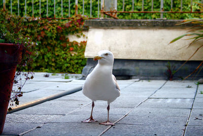 Seagull perching on a wall