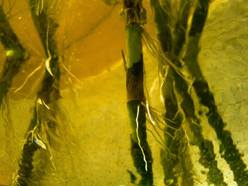 Full frame shot of yellow plants