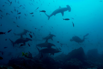 Fishes swimming in sea