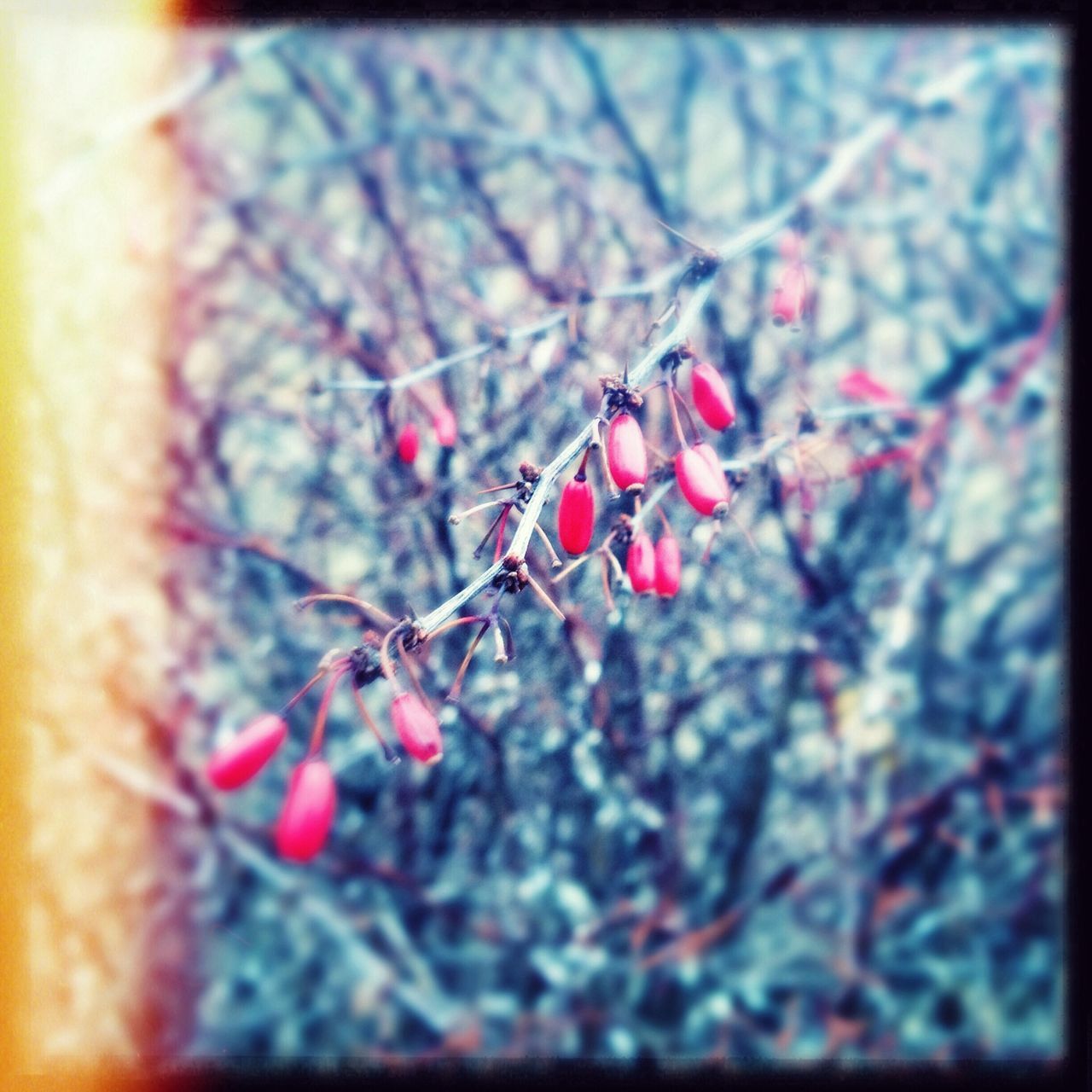 fruit, freshness, berry fruit, close-up, food and drink, berry, focus on foreground, branch, growth, red, selective focus, food, flower, hanging, twig, healthy eating, nature, cherry, tree, bud