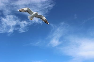 Low angle view of seagull flying in sky