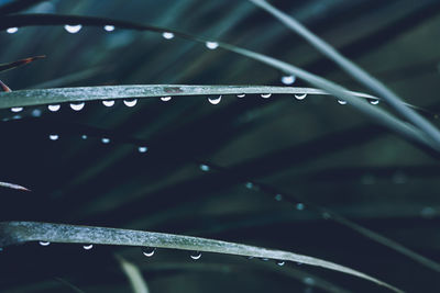 Close-up of raindrops on leaf