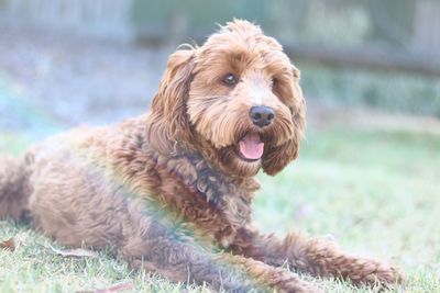 Portrait of dog sitting on field