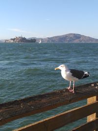 Seagull perching on beach by sea against clear sky