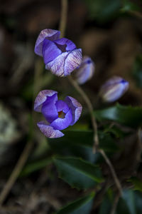 Close-up of purple flowering plant