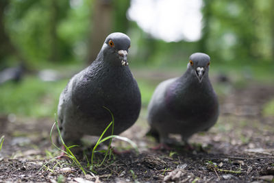 Close-up portrait of the rock dove couple 