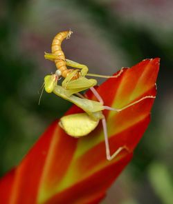 Close-up of insect on yellow flower