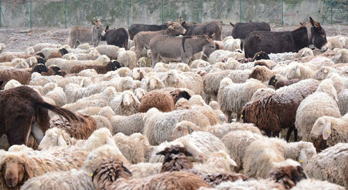 Flock of sheep and donkeys in a pasture in como, lombardy, italy.