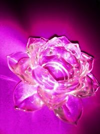Close-up of pink rose flower on glass table
