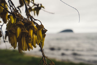 Close-up of wilted plant against sky