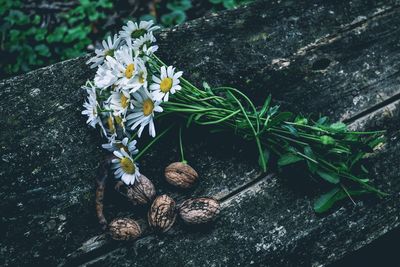 Close-up high angle view of white flowers on wooden surface