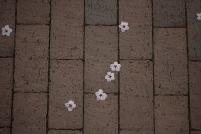 Close-up of flowers on paper