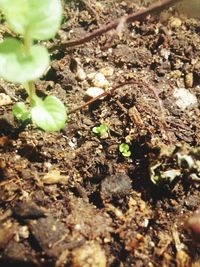 Close-up of plant growing on rock
