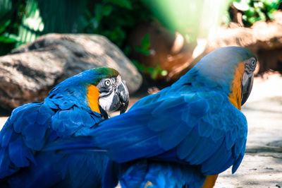 Close-up of blue parrot perching