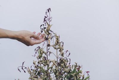 Cropped hand of woman holding plant