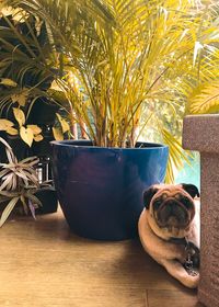 Dog by plants
