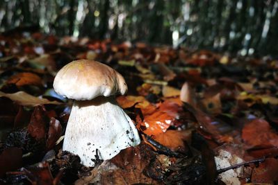 Close-up of mushroom growing on field