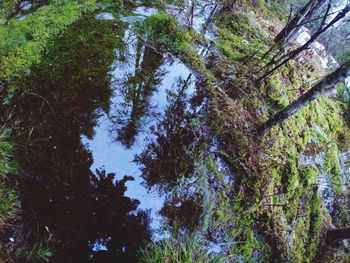 Low angle view of trees in forest