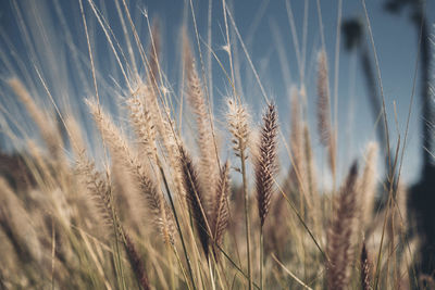 Close-up of wheat growing on field