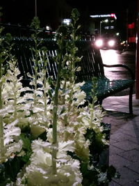 Illuminated flowering plants by street at night