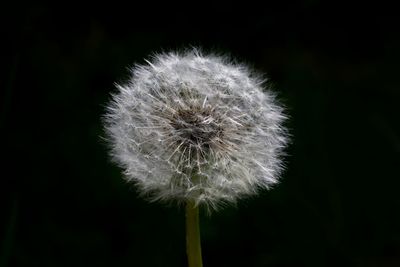 Close-up of dandelion against black background