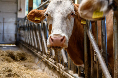 Cow in pen
