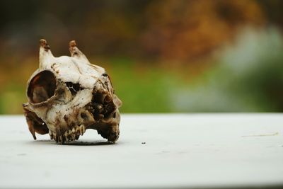 Close-up of animal skull