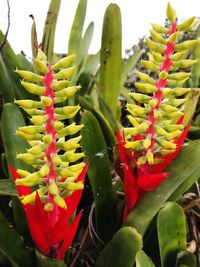 Close-up of succulent plant