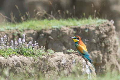 Close-up of bird perching on a land