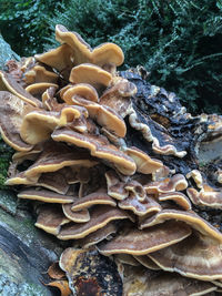 Close-up of mushrooms growing on tree trunk