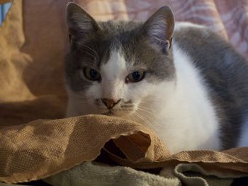 Close-up portrait of cat sitting