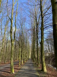 Dirt road along trees in forest