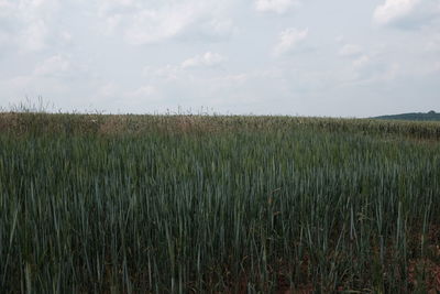 Scenic view of wheat field against sky