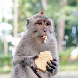 Monkey eating food