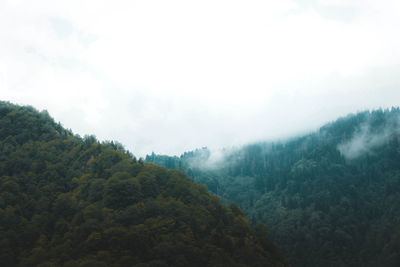 Scenic view of forest against sky