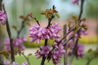 Close-up of pink flowering plant