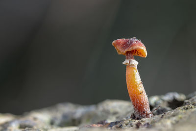 Close-up of mushroom growing on land