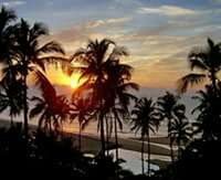 Palm trees at sunset