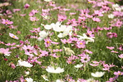 Close-up of pink flowering plants on field