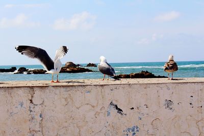 Seagulls perching on retaining wall against sea