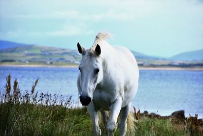 White horse on shore